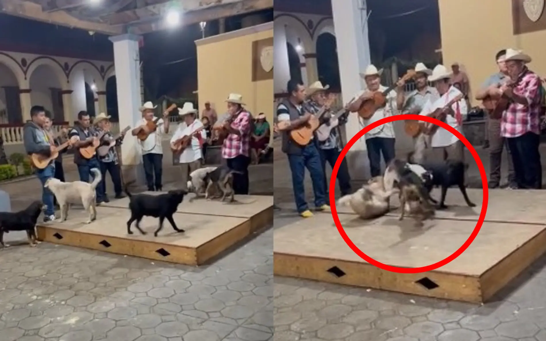 Los perritos sorprendieron en medio de la fiesta al 'moverse' al ritmo del huapango Captura de pantalla TikTok @ecosdemex